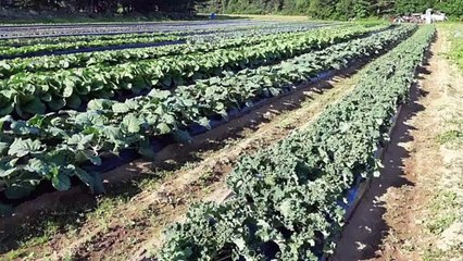 14 04 2020 Topo, panier alimentaires