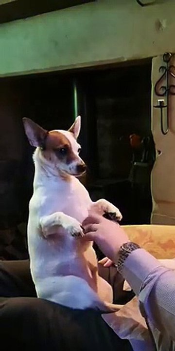 Ce chien demande des gratouilles sur le ventre dès qu'on s'arrête !