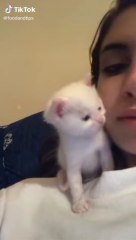 Cute & funny Cats TikTok Compilation to cheer you up Vol V