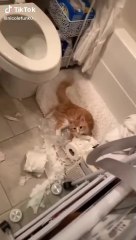 Cute & funny Cats TikTok Compilation to cheer you up Vol IV