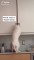 Cute & funny Cats TikTok Compilation to cheer you up Vol VI
