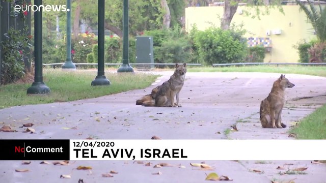 Day of the Jackal: Lockdown quiet brings out wild animals in Tel Aviv