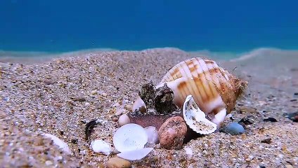 Baby Octopus Makes Home out of Shell