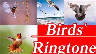 new Bird's Ringtone-Alarm Ringtone for all time
