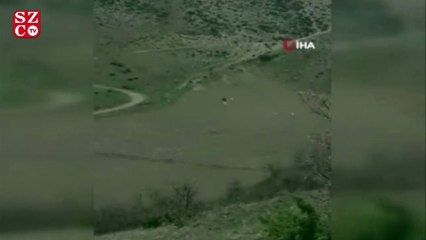 Çoban köpeklerinin domuza saldırmaları kameraya yansıdı