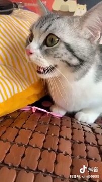 Cute baby animals Videos Compilation cutest moment of the animals - Cutest Puppies and Cats