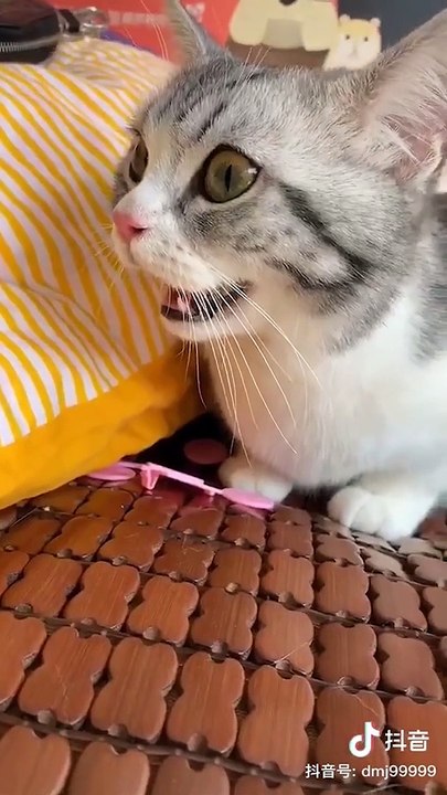 Cute baby animals Videos Compilation cutest moment of the animals - Cutest Puppies and Cats