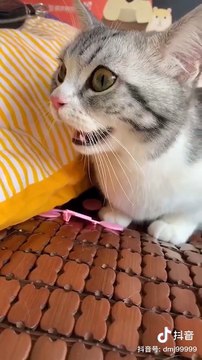 Cute baby animals Videos Compilation cutest moment of the animals - Cutest Puppies and Cats