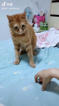 Cute baby animals Videos Compilation cutest moment of the animals - Cutest Puppies and Cats