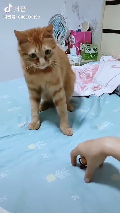 Cute baby animals Videos Compilation cutest moment of the animals - Cutest Puppies and Cats