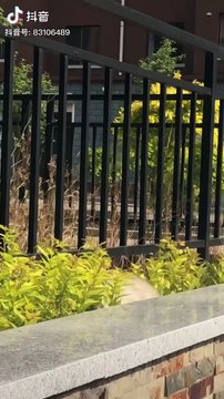 Cute baby animals Videos Compilation cutest moment of the animals - Cutest Puppies and Cats