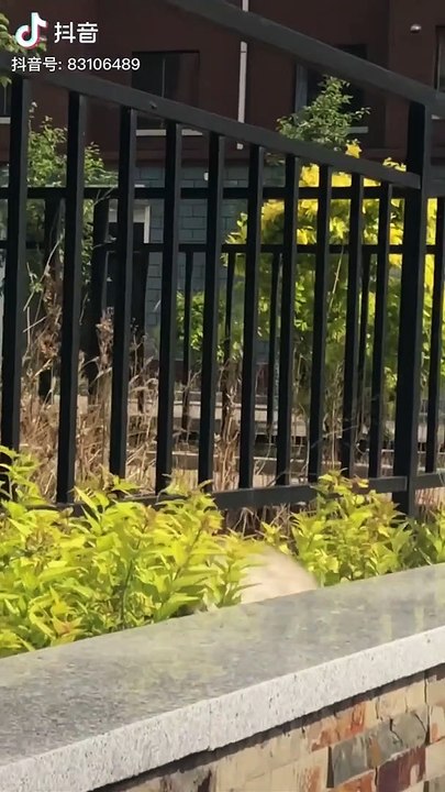 Cute baby animals Videos Compilation cutest moment of the animals - Cutest Puppies and Cats