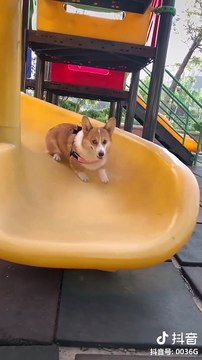 Cute baby animals Videos Compilation cutest moment of the animals - Cutest Puppies and Cats