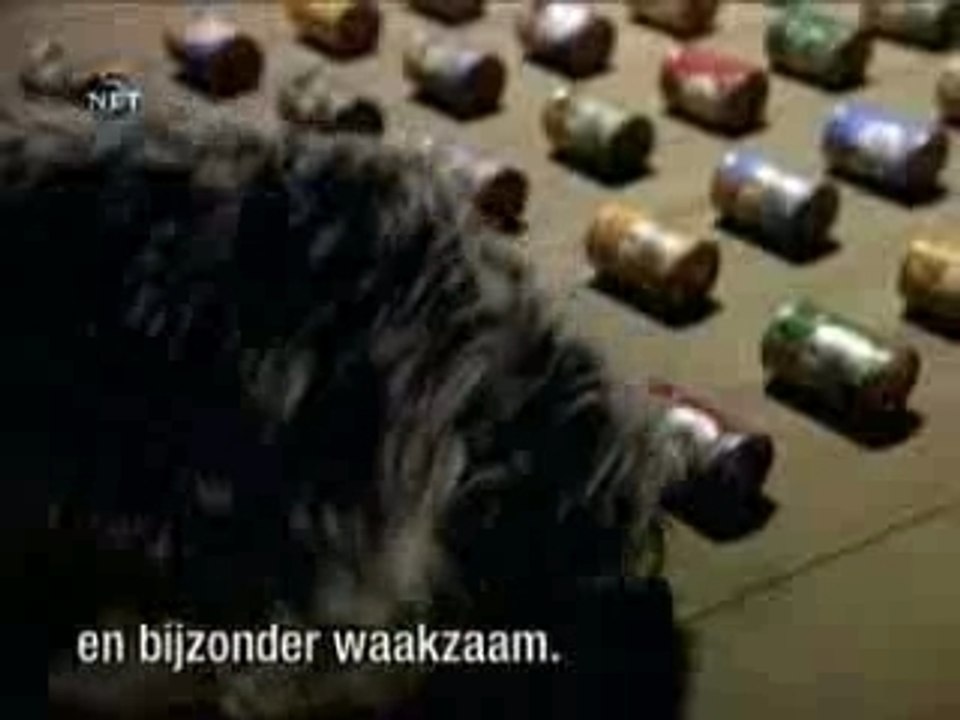 drole:les chiens et chats=securiter