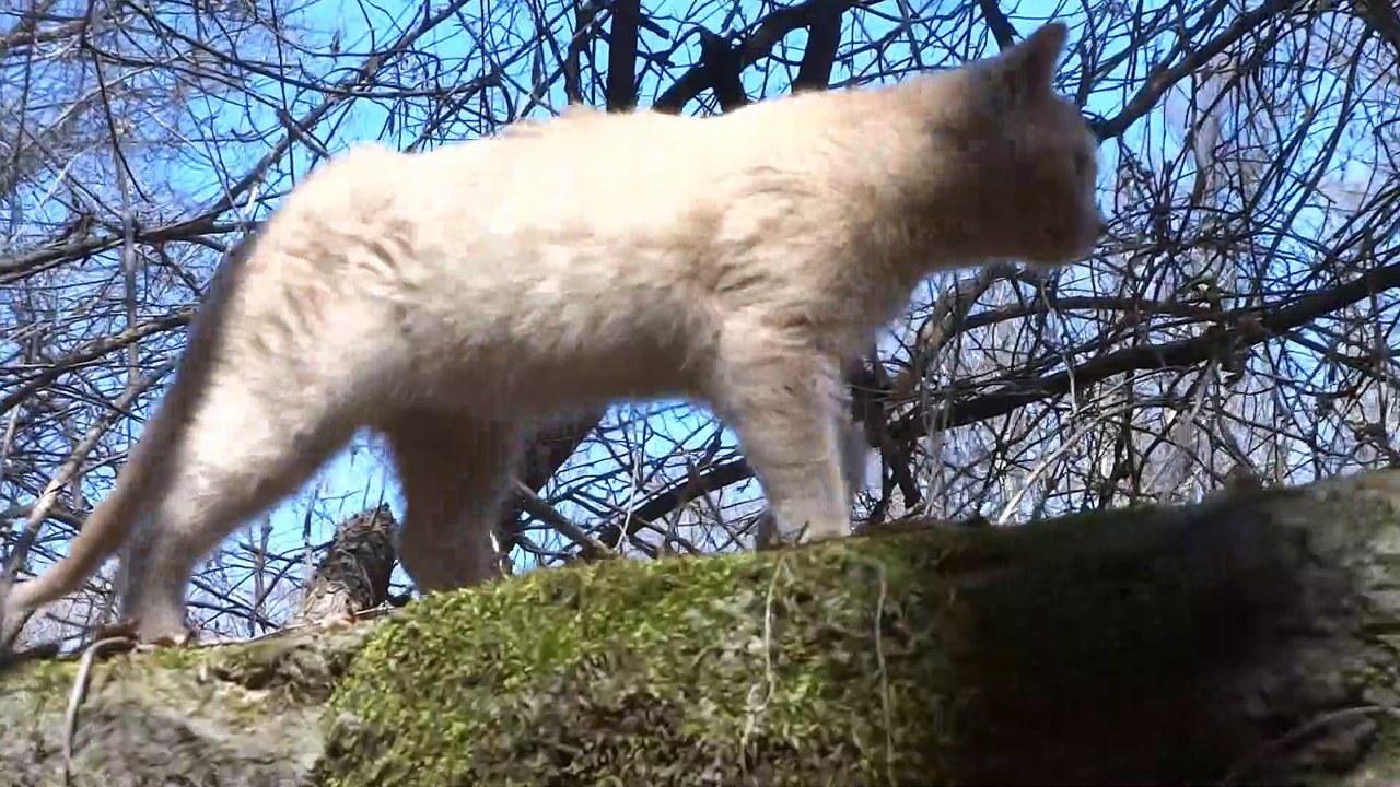 Cute cat video