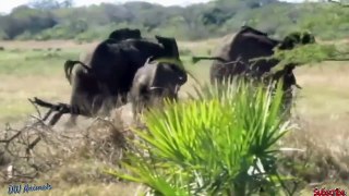 Mother Elephant rescue her baby from Lion - Leopard vs Hedgehog, Lion vs Zebra,Wildebeest