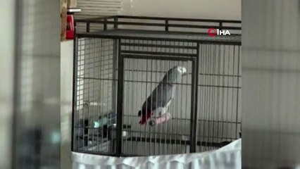 Papağandan "Evde kal" çağrısı
