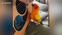 Musical pet parrot jams with owner playing guitar