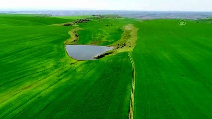 Tarım arazileri "yeşil deniz"e dönüştü
