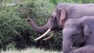 Enormous bull elephant looking for love in herd of females at Sri Lankan reserve