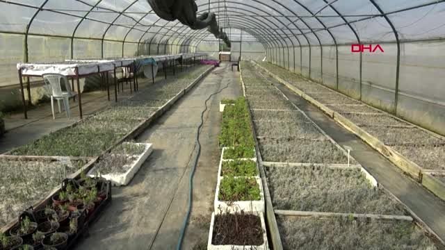 İSTANBUL-Çiftçilere 15 bin adet atalık sebze fidesi dağıtılacak