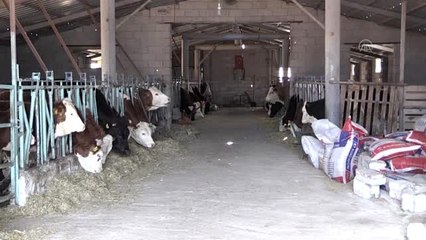 Ücretsiz süt dağıtan mandıracı: "İneklerimizi devlet vermişti, şimdi bizim verme zamanımız"