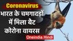 Corona Update: India में मौजूद चमगादड़ की इन दो प्रजातियों में मिला Bat coronavirus | वनइंडिया हिंदी
