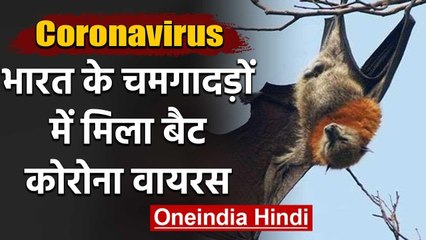 Corona Update: India में मौजूद चमगादड़ की इन दो प्रजातियों में मिला Bat coronavirus | वनइंडिया हिंदी