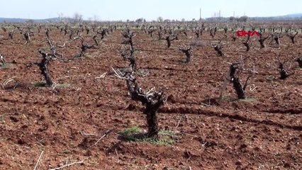 Denizli'de bağlarda hummalı çalışma