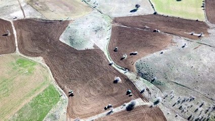 Gümüşhane'de 20 yıldır ekilmeyen tarlalara aspir bitkisi ekilmeye başlandı