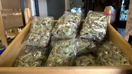 BURSA 'Ihlamur, soğuk algınlığı semptomlarını azaltır'