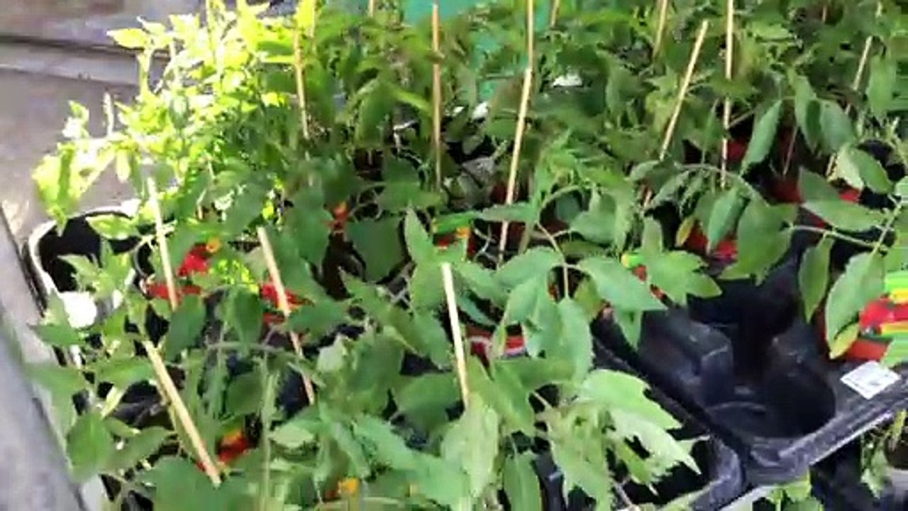 Mit Vertrauenskasse gegen Coronakrise: Pflanzen- und Blumenhandel wird erfinderisch