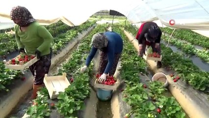 Aydın'da çilek hasadı başladı