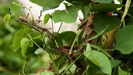 - Çöl çekirgelerinin Afrika'yı ikinci kez istila etmesi bekleniyor- Bir milyon kişi açlıkla karşı...