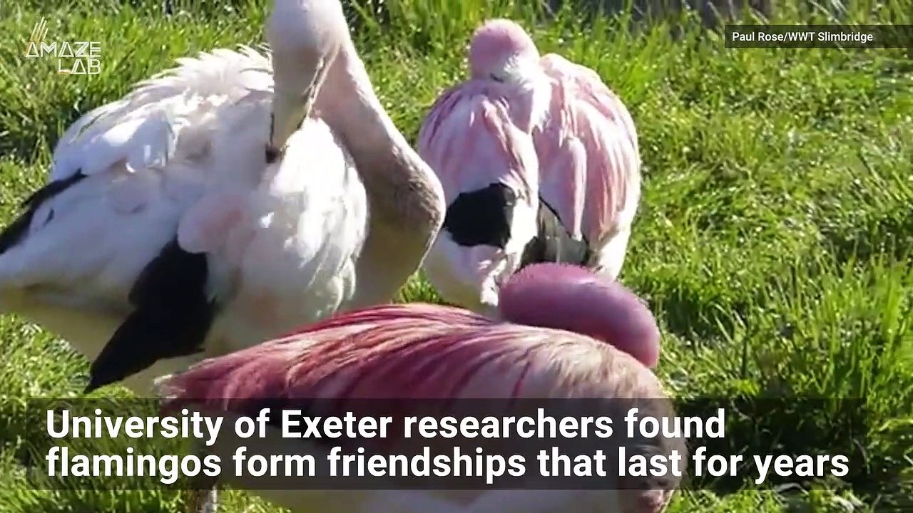 Flamingos Make Friendships That Last for Years, New Research Shows