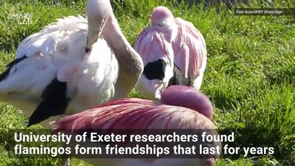 Flamingos Make Friendships That Last for Years, New Research Shows