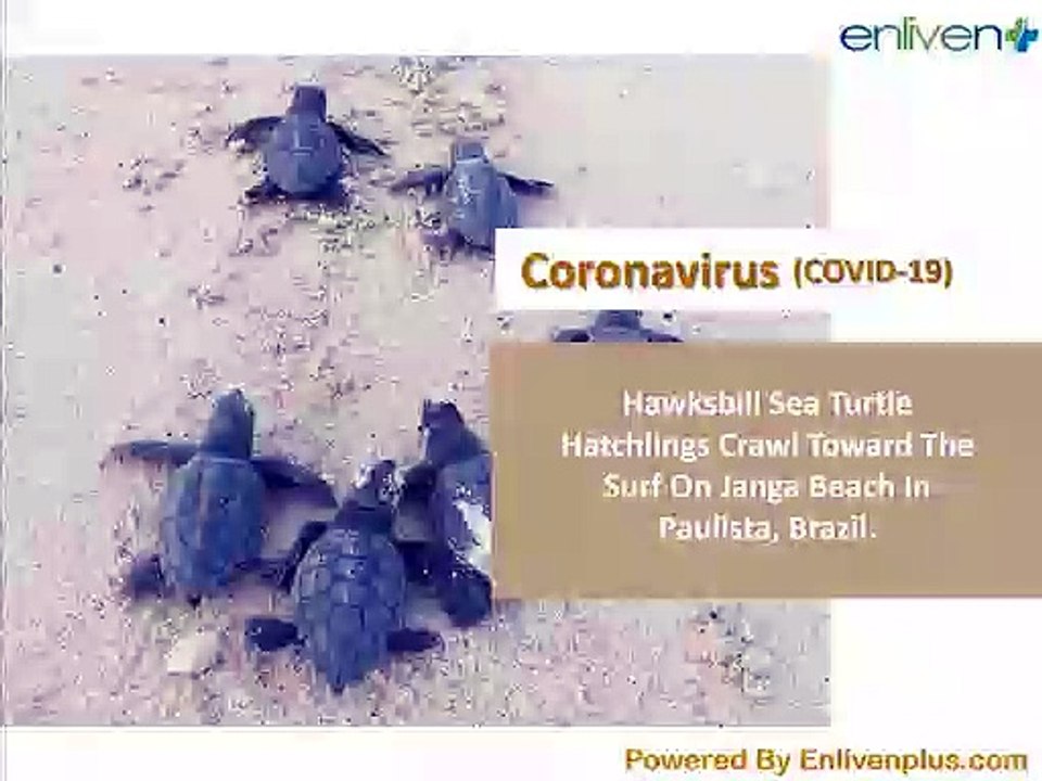 Hawksbill Sea Turtle Hatchlings Crawl Toward The Surf On Janga Beach In Paulista, Brazil.