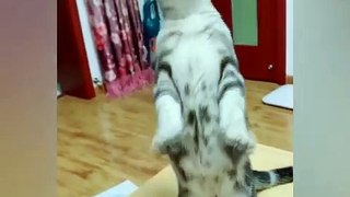 Baby Cats - Cute and Funny Cat Videos Compilation