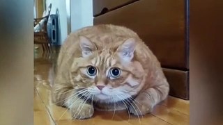 Baby Cats - Cute and Funny Cat Videos Compilation