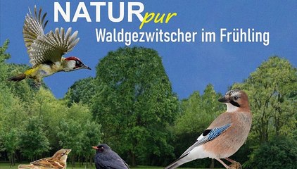 Natur pur: "Waldgezwitscher im Frühling"
