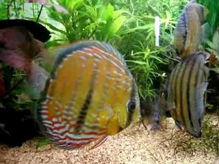 Discus sauvage