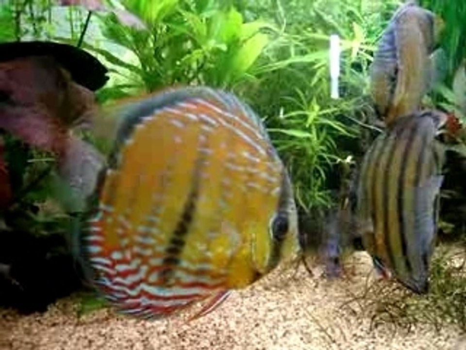 Discus sauvage