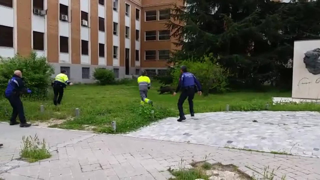 Aparece un jabalí en la Ciudad Universitaria de Madrid