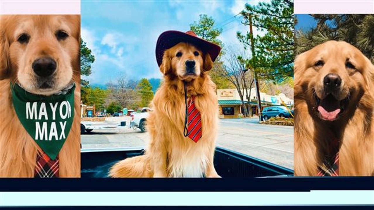 Dieser golden retriever ist bürgermeister
