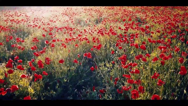 Aerial View of Beautiful Flower Fields I Drone View of Amazing Flower Field I Beauty of Fruit & Flower