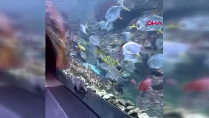 İSTANBUL Akvaryum'da 'keşkül'ün dev köpek balığı ile karşılaşması herkesi güldürdü