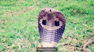 Why the king cobra is called king of snakes?