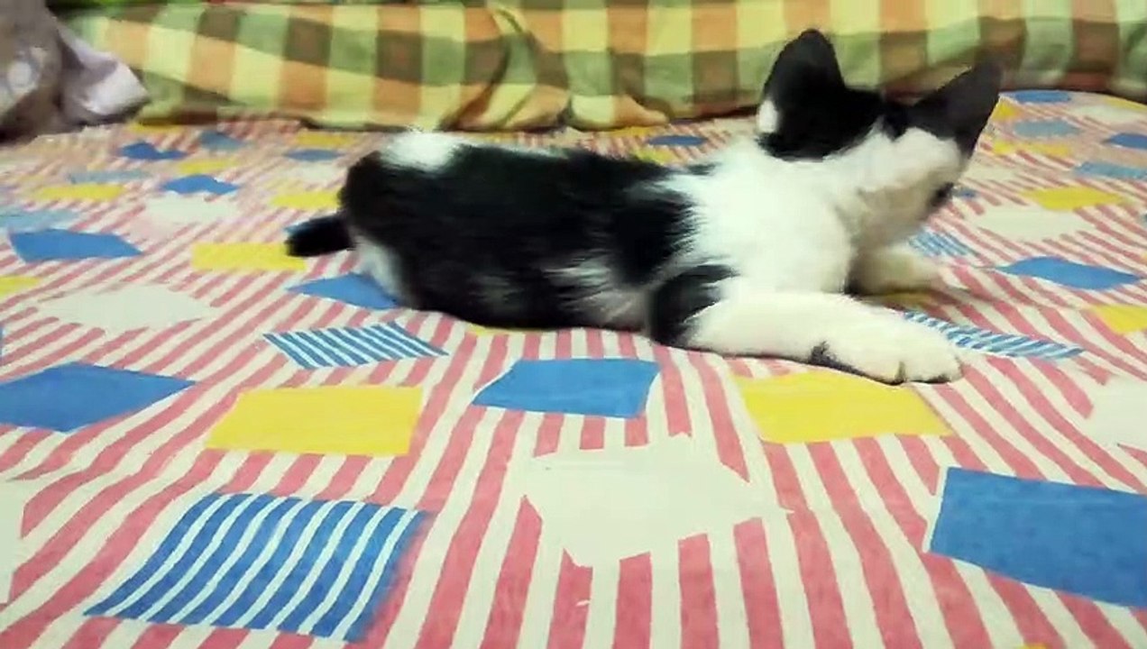 Kitty Runs Alone On Bed