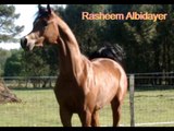 etalon pur sang arabe Rasheem Albidayer, arabian horse stallion.