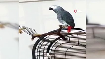 Sahibi korona virüse yakalanan papağan Pakize: "Evden çıkma, evde kal"